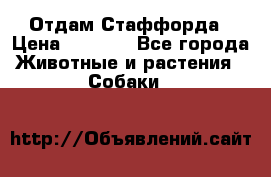 Отдам Стаффорда › Цена ­ 2 000 - Все города Животные и растения » Собаки   